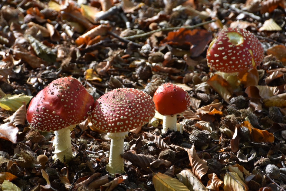 Vliegenzwammen - Planten - 