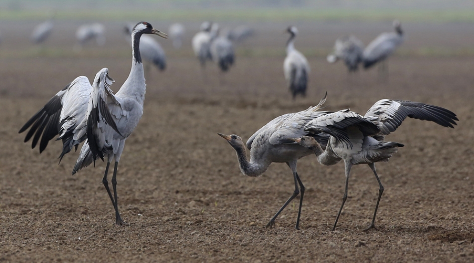 Voeding en opvoeding ... - Vogels - Kraanvogel