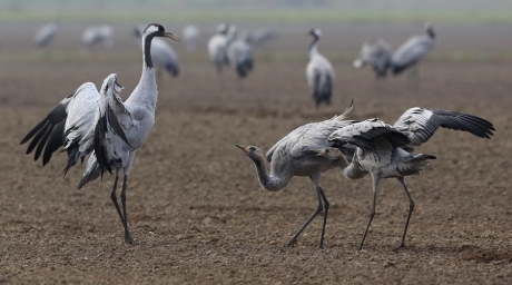 Voeding en opvoeding ...