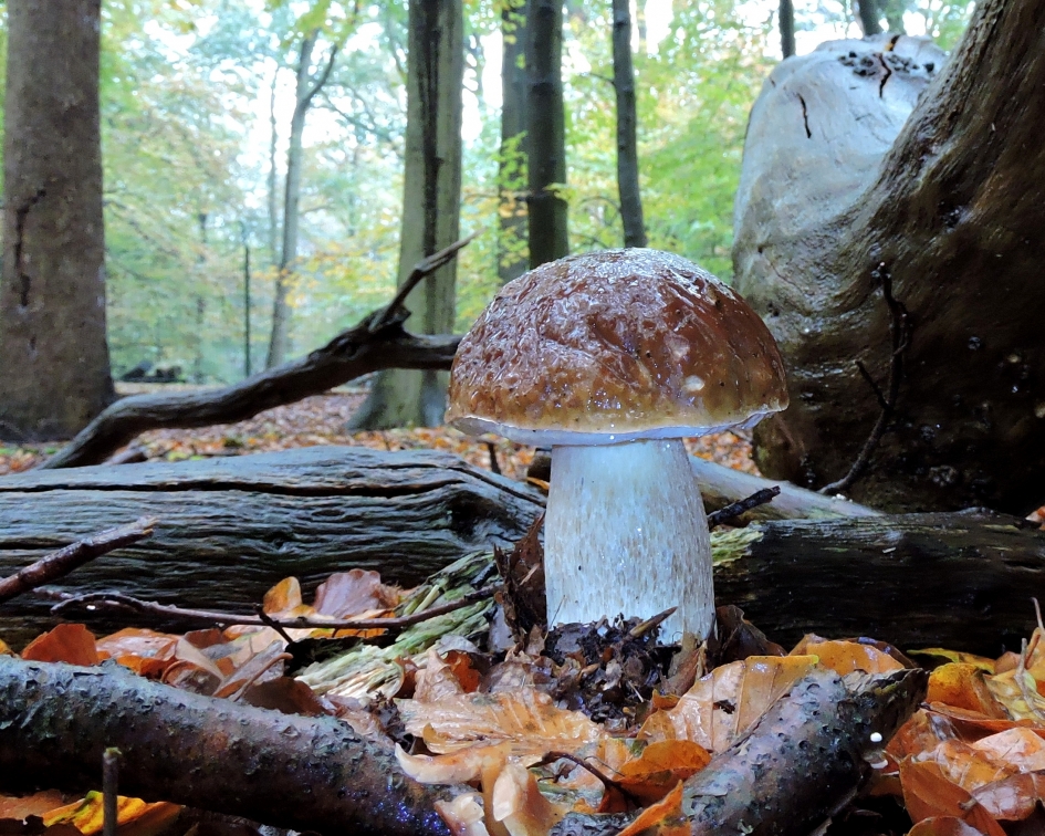 Voor de eekhoorntjes - Schimmels - Gewoon eekhoorntjesbrood