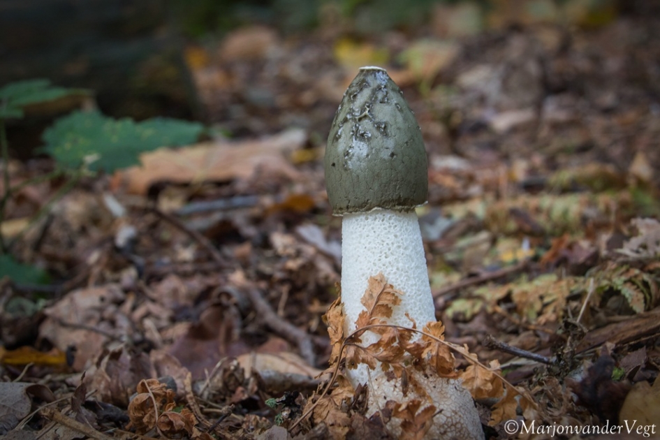 Voor Petjoe - Schimmels - Stinkzwam