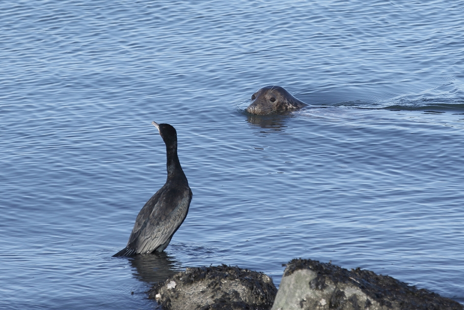 voorbijganger - Zoogdieren - 