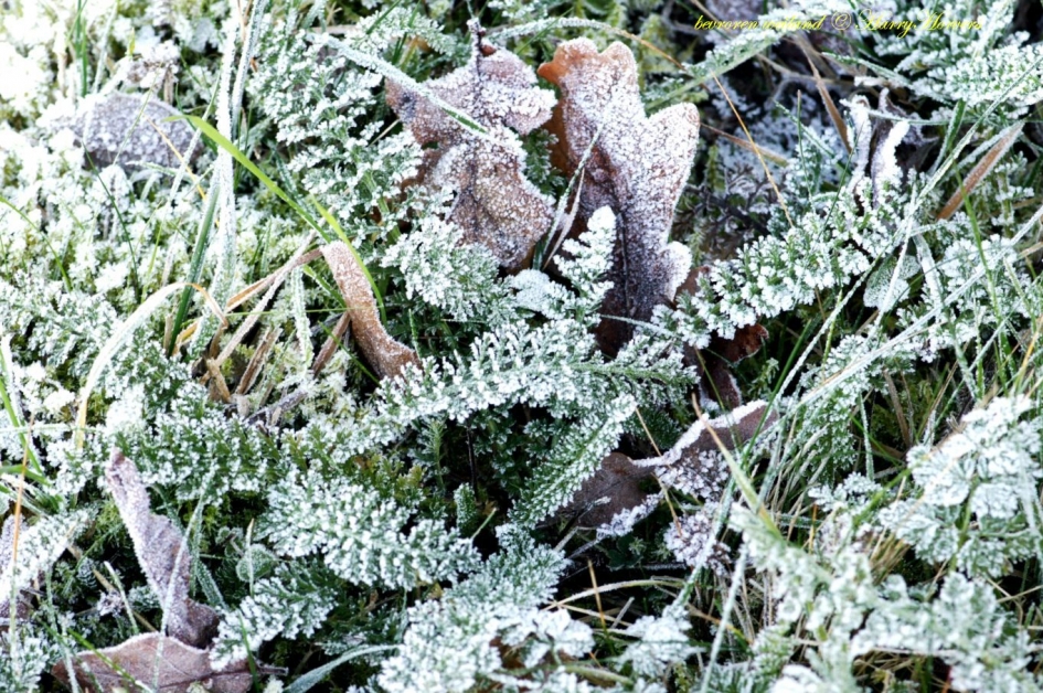 Vorst - Weer en landschap - 