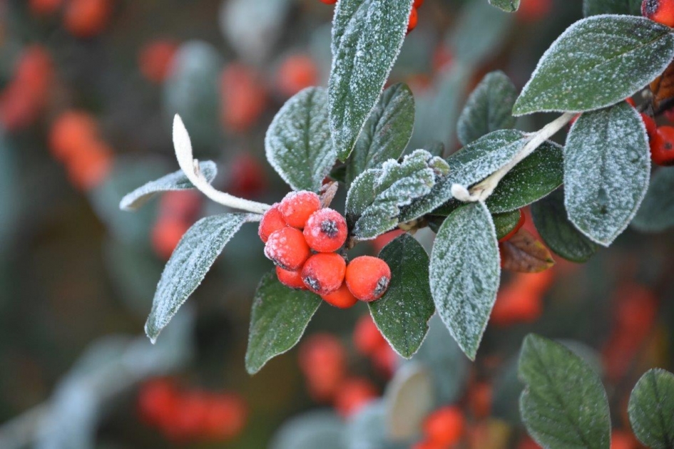 Vorstrandje - Planten - 