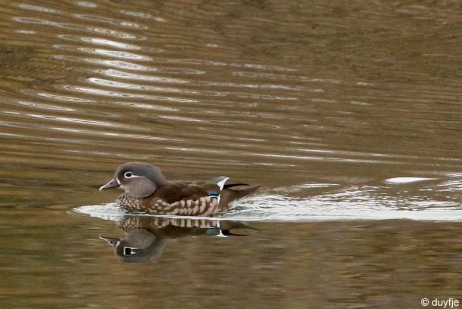 Vreemde eend - Vogels - mandarijneend