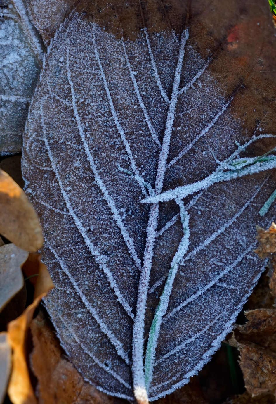 Vriezen of dooien - Weer en landschap - 