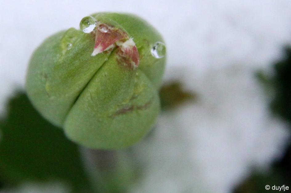 vroege vogel - Overig - tulp