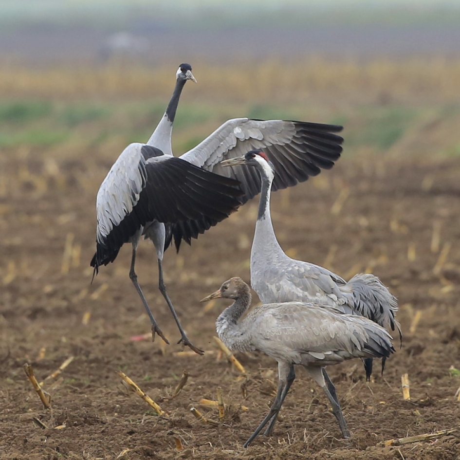 Vrolijk - Vogels - Kraanvogel