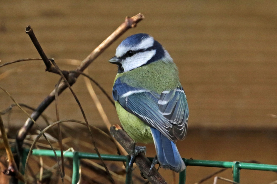 Wat ben ik toch mooi.. - Vogels - 