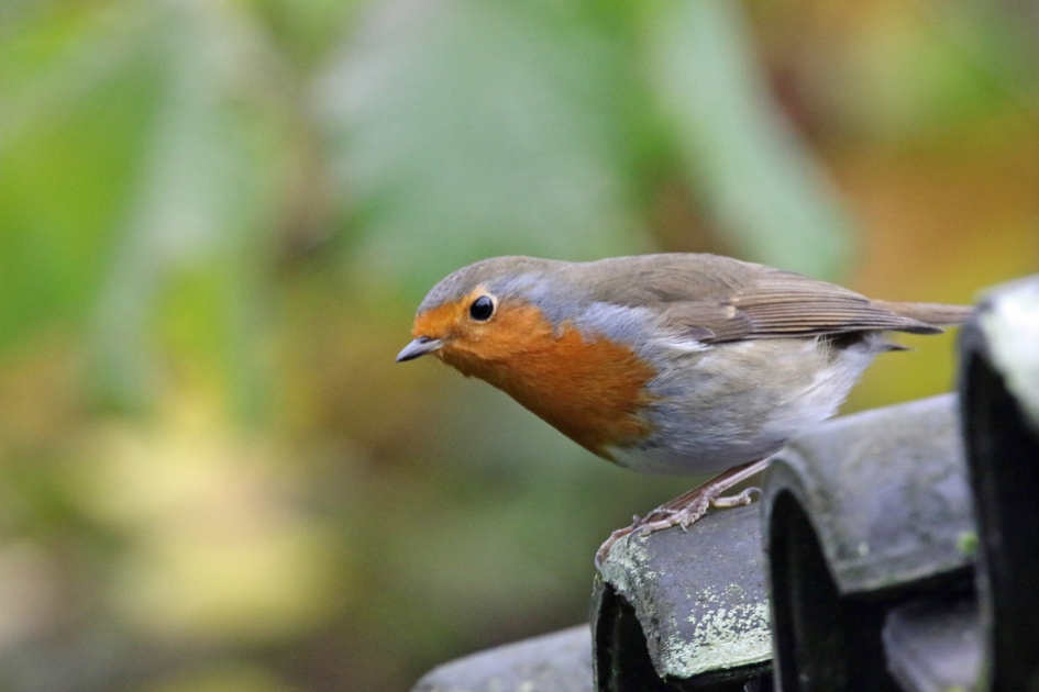 Wat zie ik? - Vogels - Roodborst