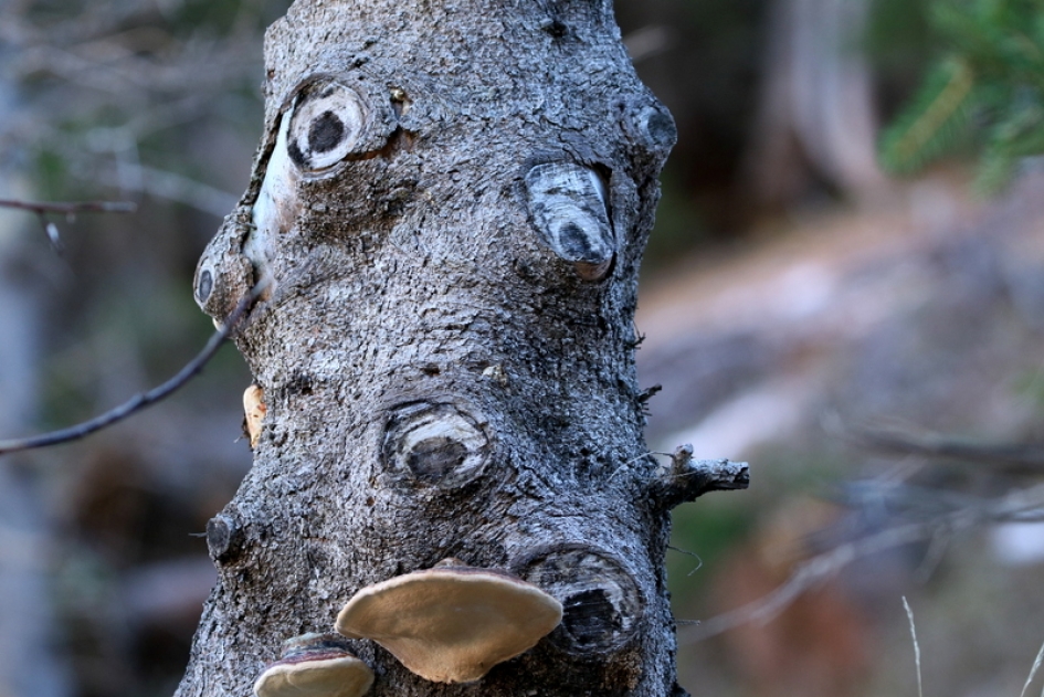 Wat zien ik? - Overig - Boomstam