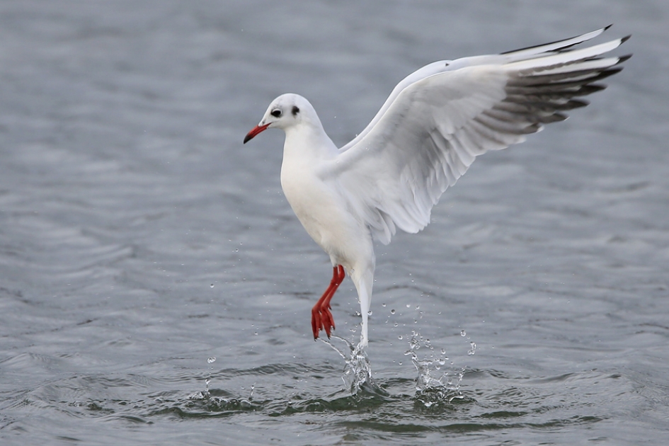 Waterballet ... - Vogels - Kokmeeuw