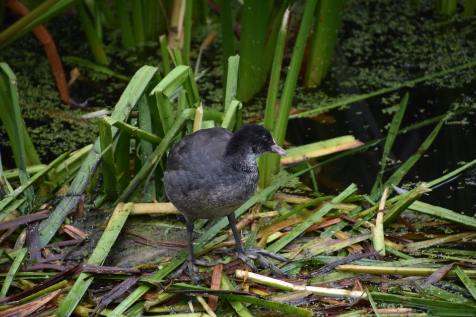 Watervogel - Vogels - 