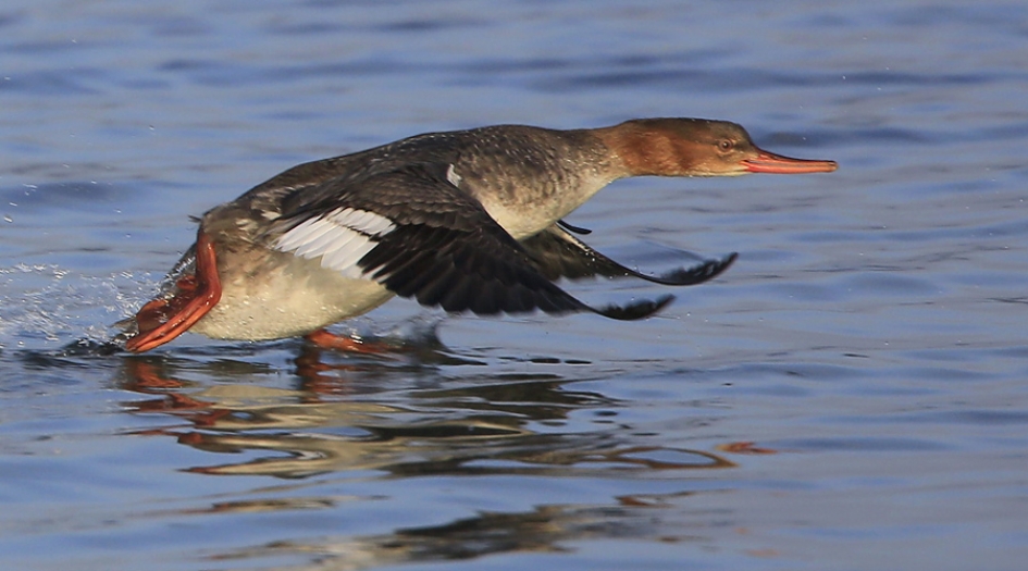 Waterloop - Vogels - Middelste Zaagbek