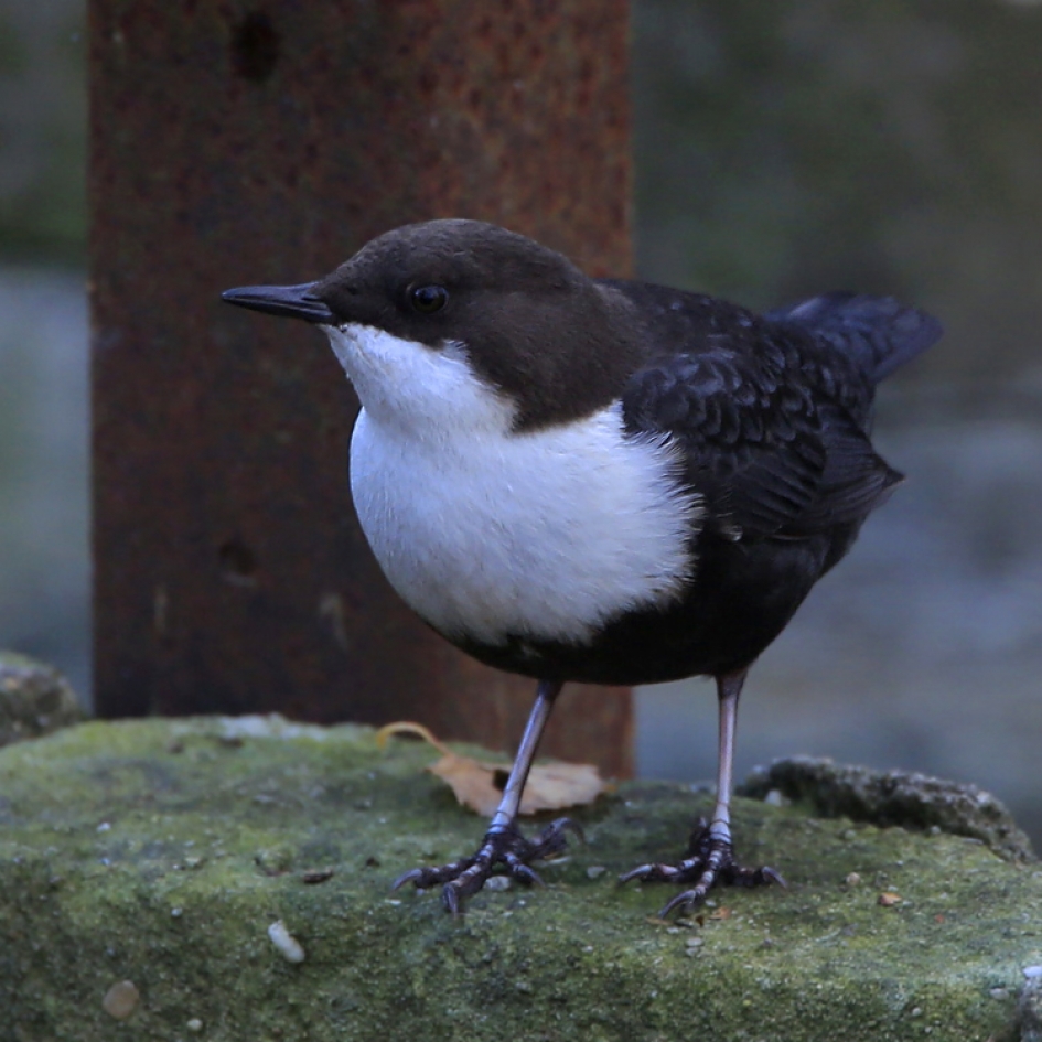 Waterloopgast ... - Vogels - Zwartbuik Waterspreeuw