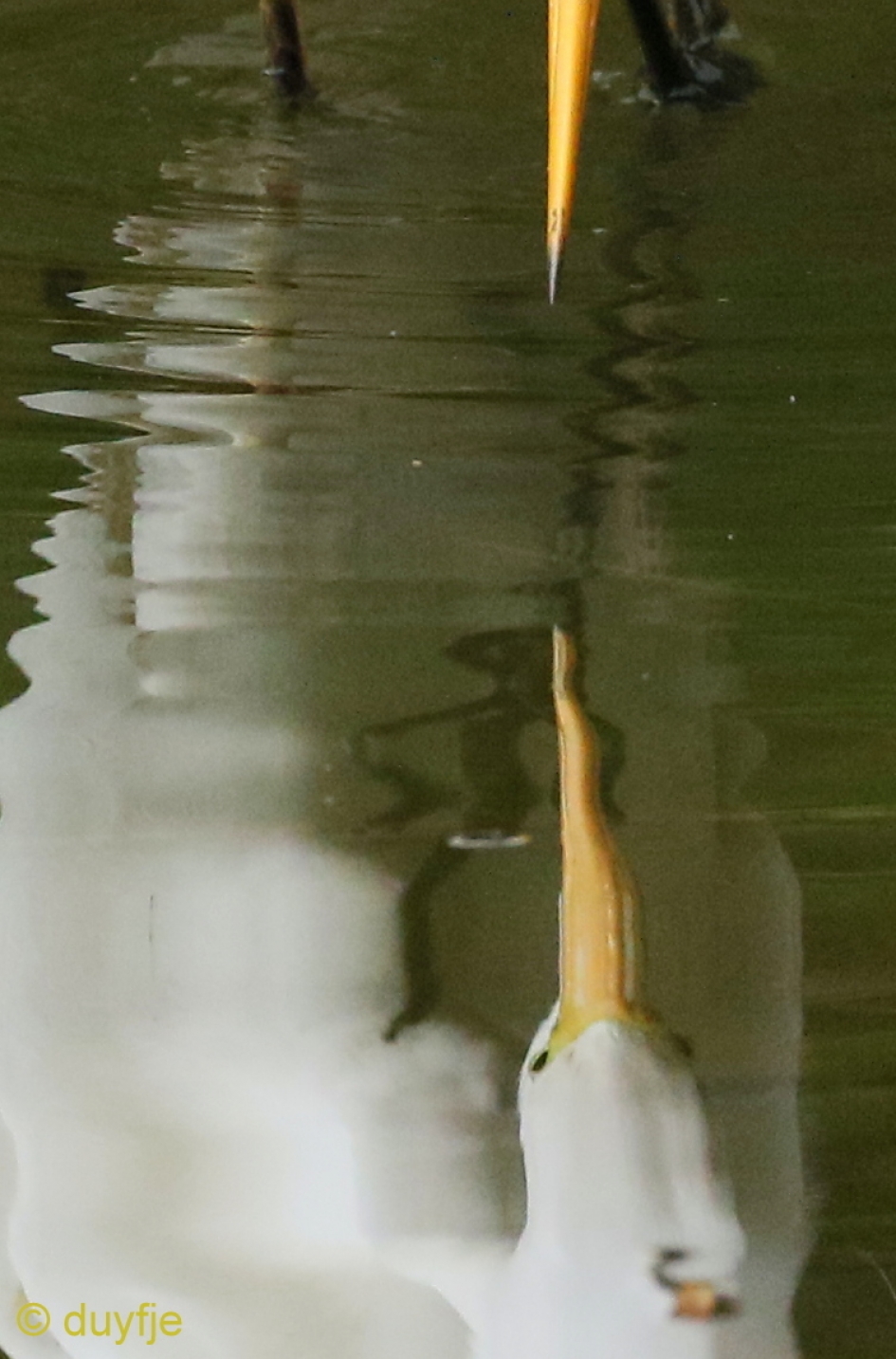 Waternimpf - Overig - 