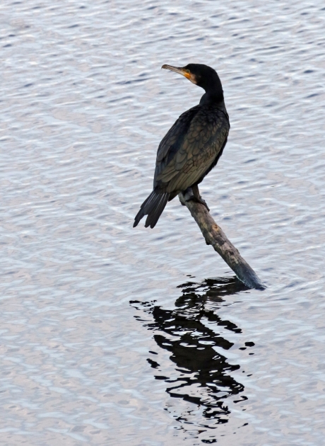 Weerspiegeling in het water