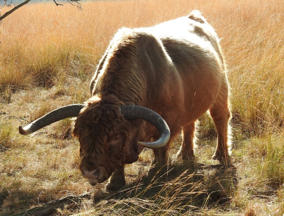 Wegwezen hier!!!! - Zoogdieren - Schotse Hooglander