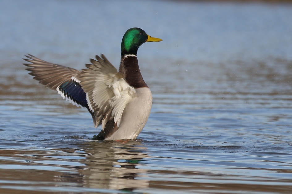 wilde eend -m- - Vogels - 