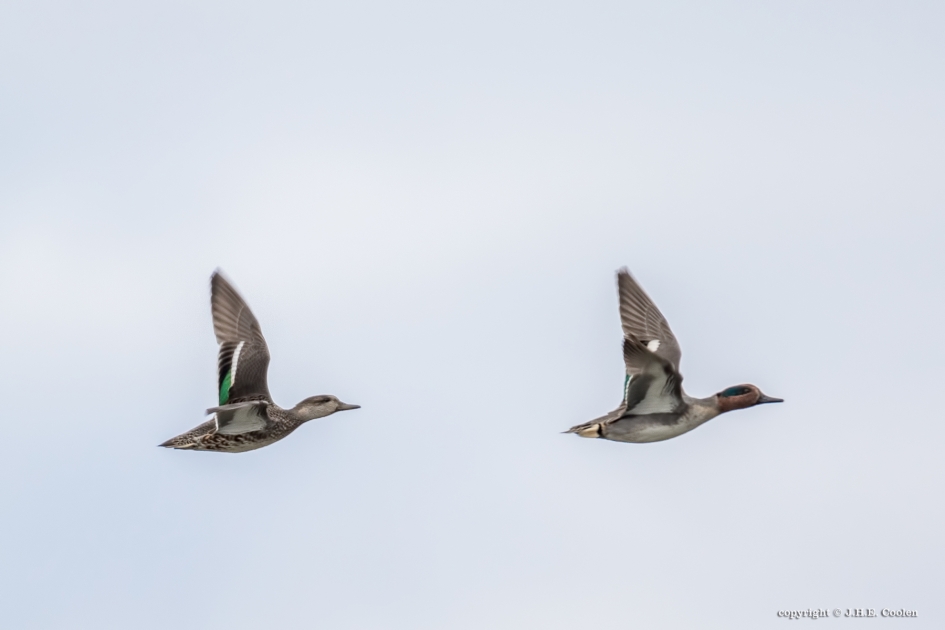 Wintertaling - Vogels - Wintertaling
