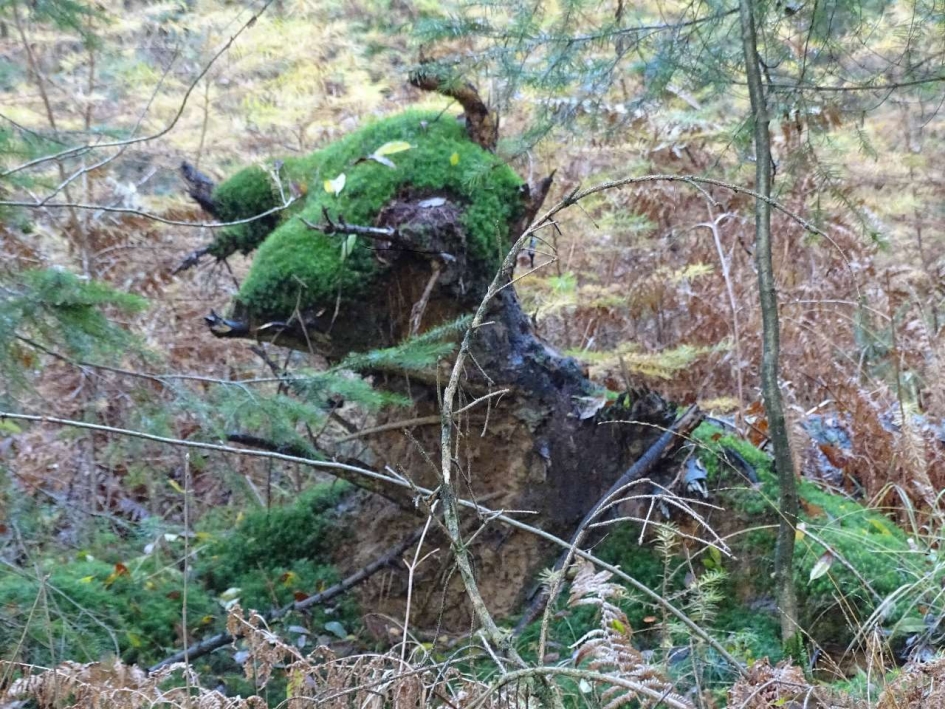 Wisent - Overig - Wisent