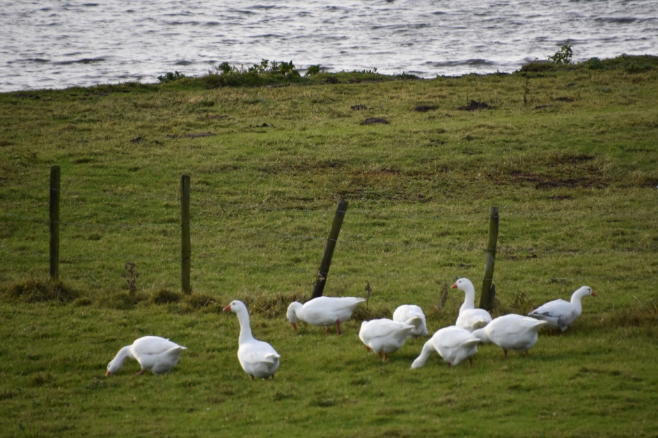 Witte ganzen - Vogels - 