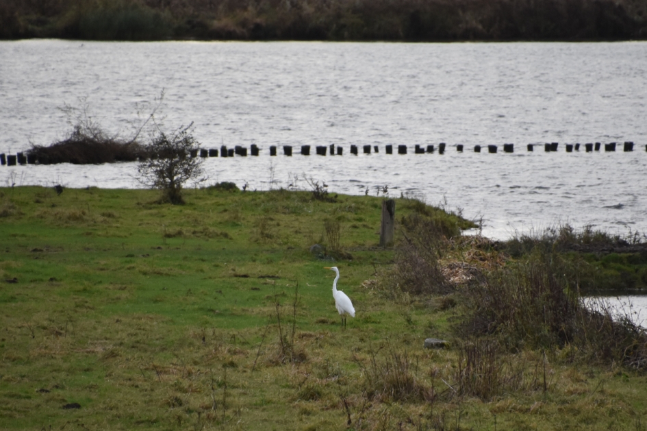 Grote witte zilverreiger - Vogels - 
