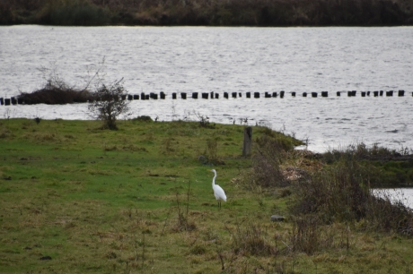 Grote witte zilverreiger