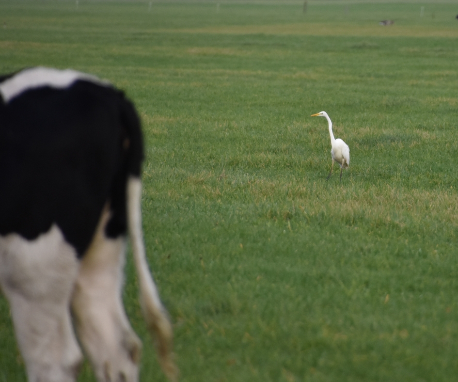 Witte reiger met koe - Vogels - 