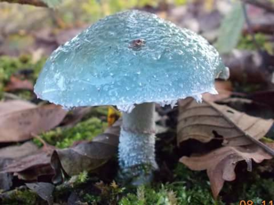 WOUW Blauw. - Schimmels - 