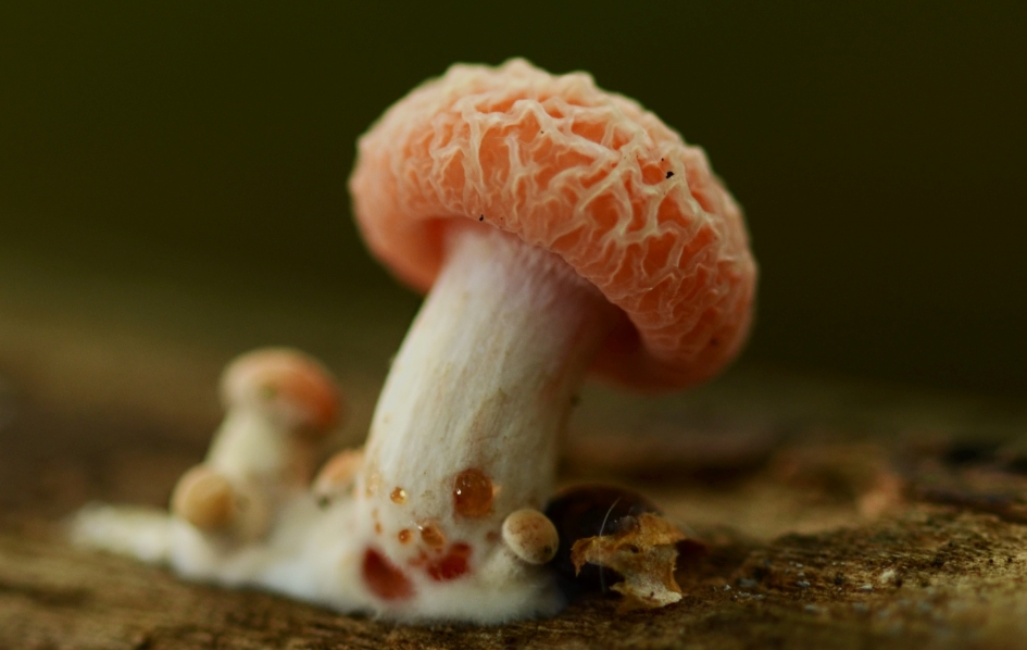 Zalmzwam - Schimmels - Zalmzwam