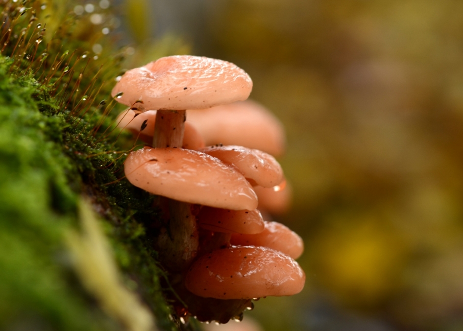 Zalmzwamen in de regen - Schimmels - Zalmzwan