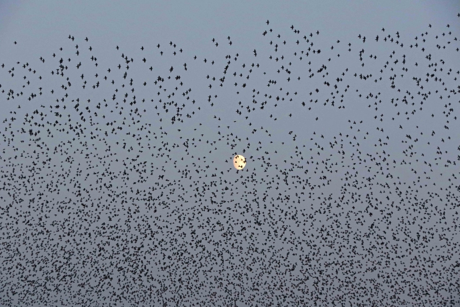 Zie de maan schijnt door de.... - Vogels - 