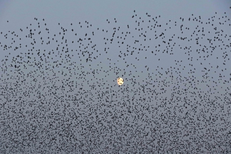 Zie de maan schijnt door de....