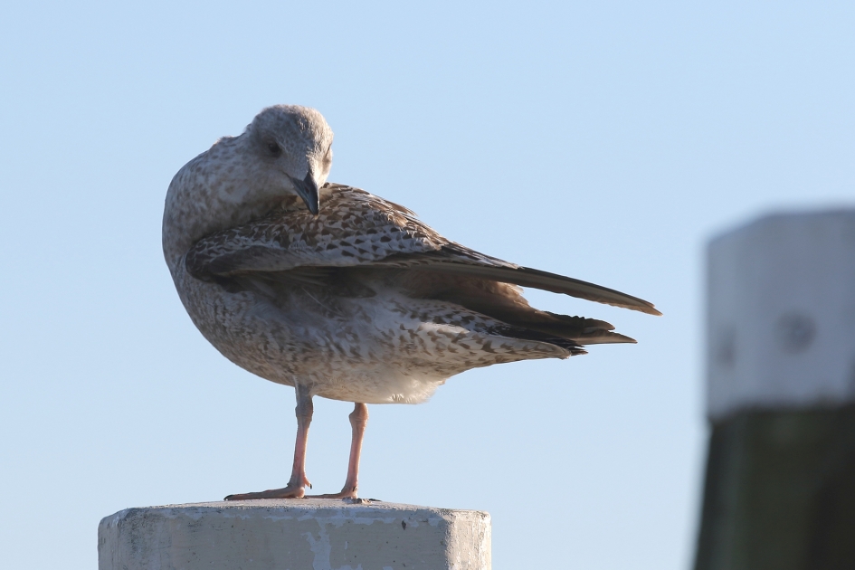 zilvermeeuw - 2de kalenderjaar- - Vogels - 
