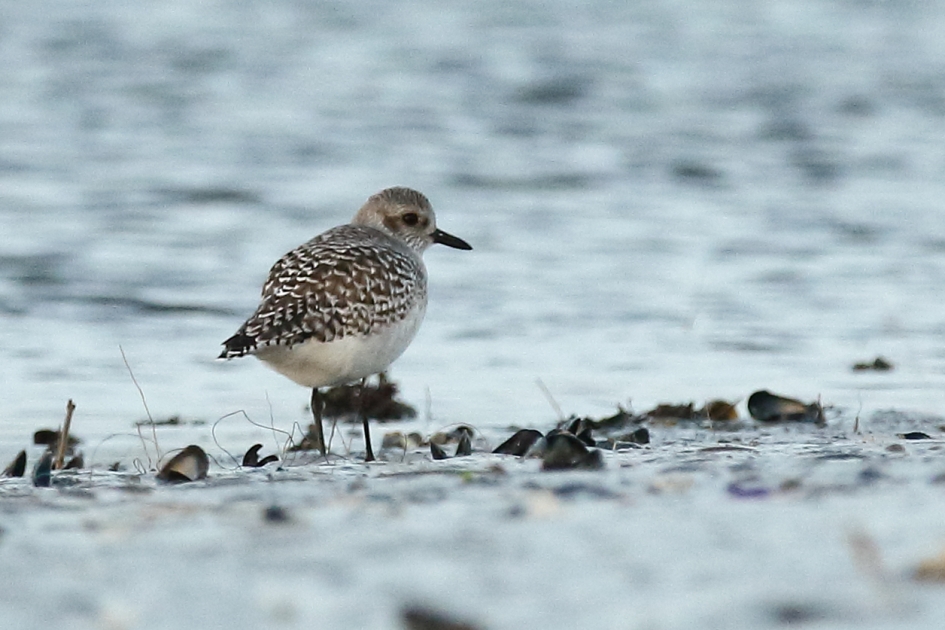 zilverplevier - Vogels - 