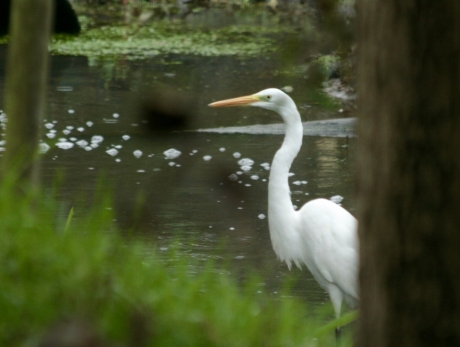 Zilverreiger