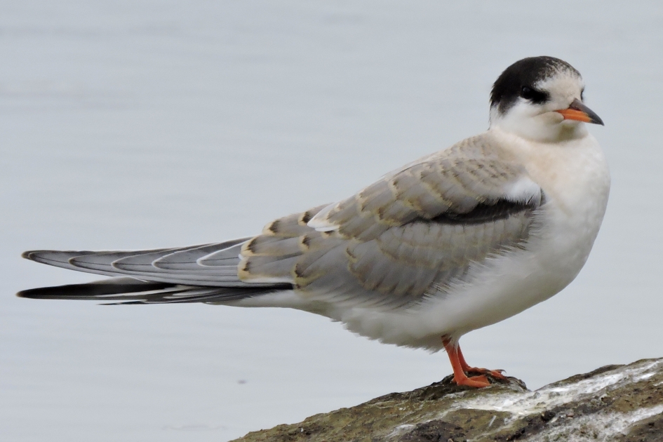 Zwaluw van de zee - Vogels - Visdief