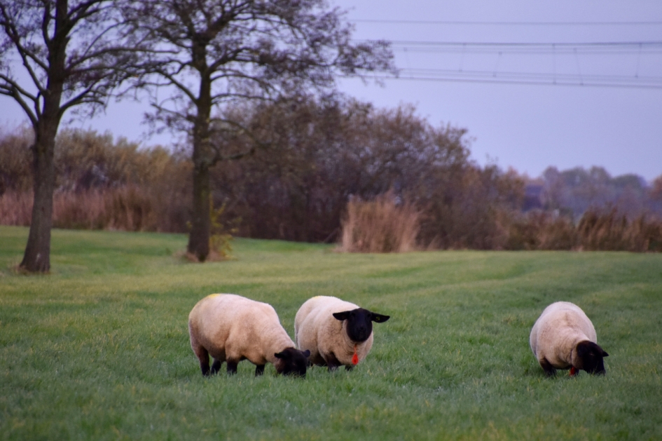 Zwart kop schapen - Zoogdieren - 