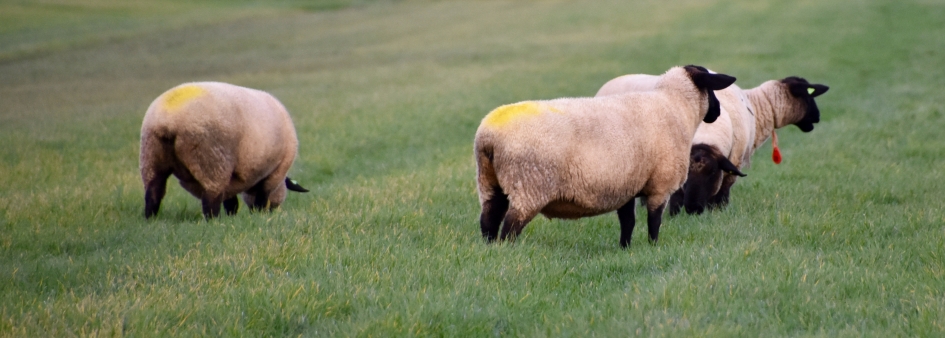 Zwart kop schapen - Zoogdieren - 