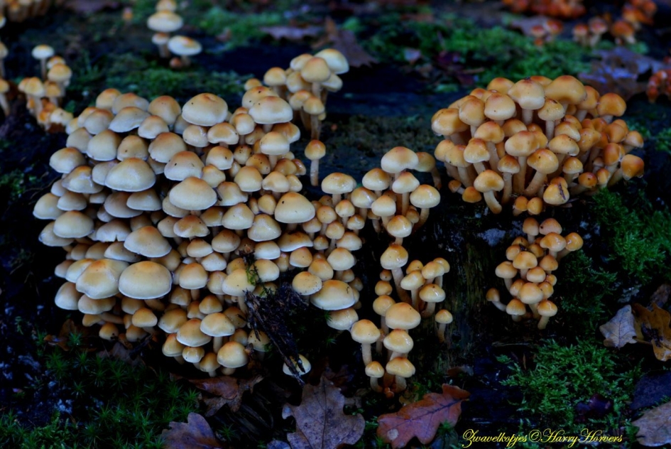 Zwavelkopjes - Schimmels - Zwavelkopjes