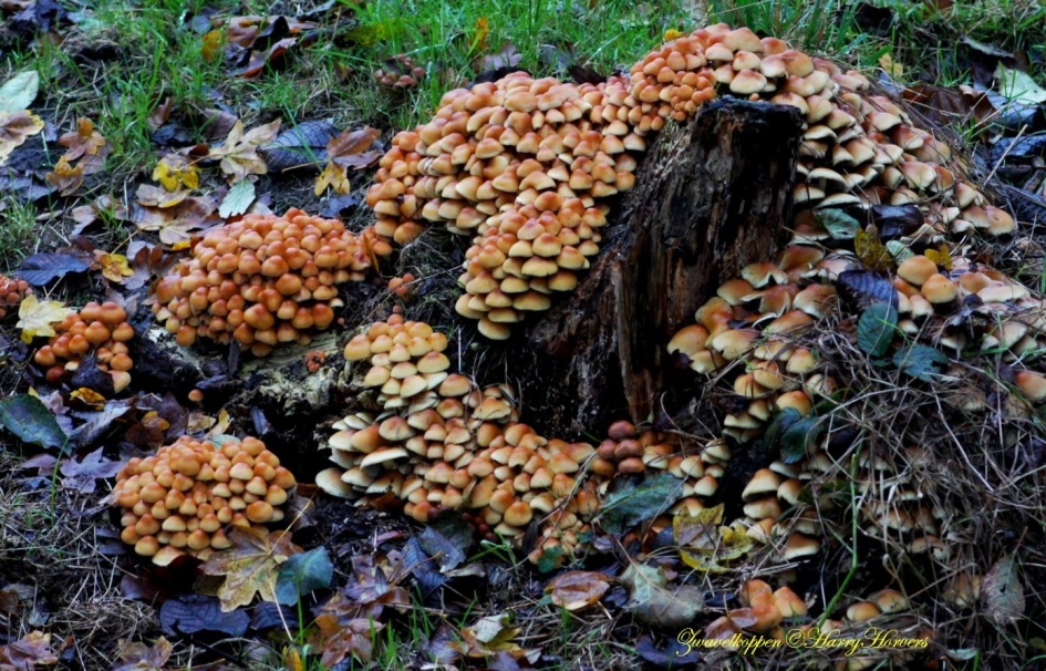 zwavelkoppen op boomstronk - Schimmels - 