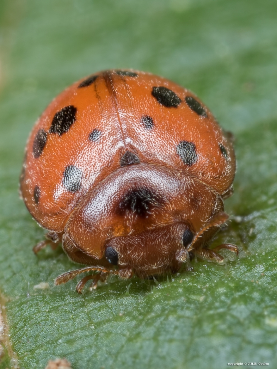 24-stippelig lieveheersbeestje - Geleedpotigen - 24-stippelig lieveheersbeestje