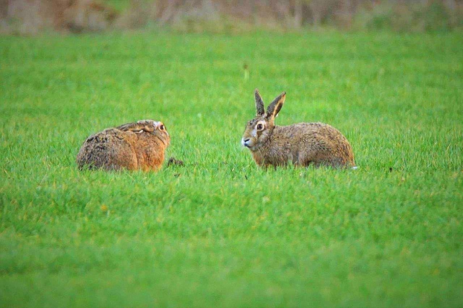 2e kerstdag 2016 - Zoogdieren - Haas