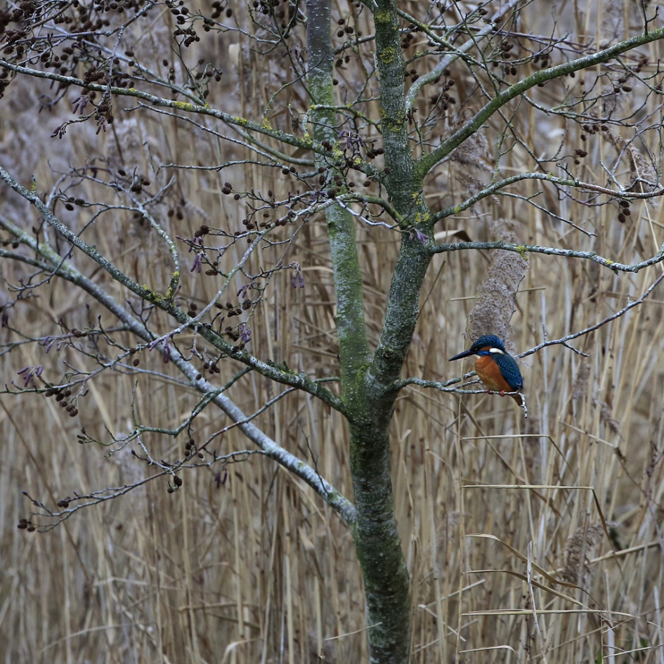 ... de boom in !  ... - Vogels - IJsvogel