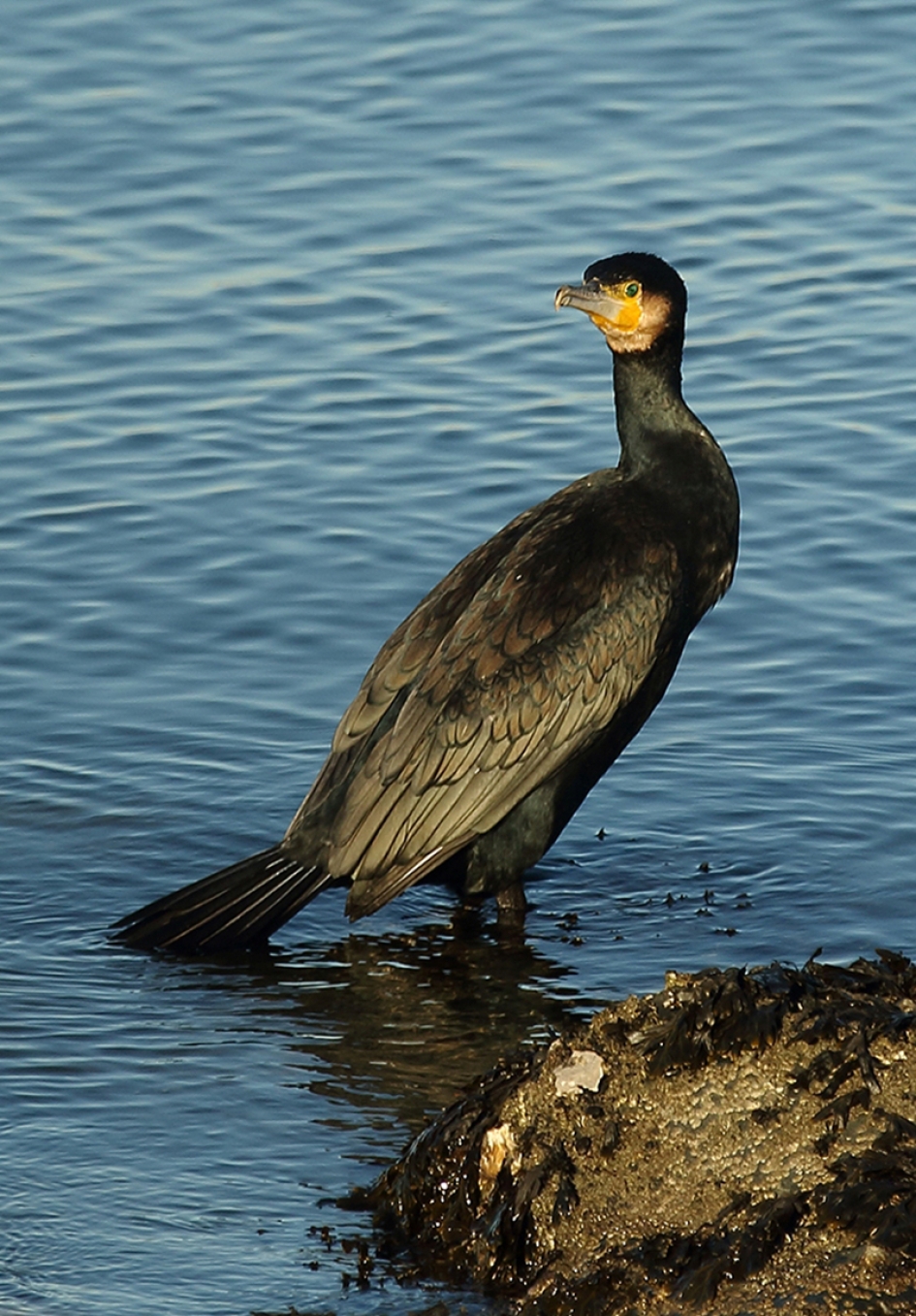 aalscholver - Vogels - 
