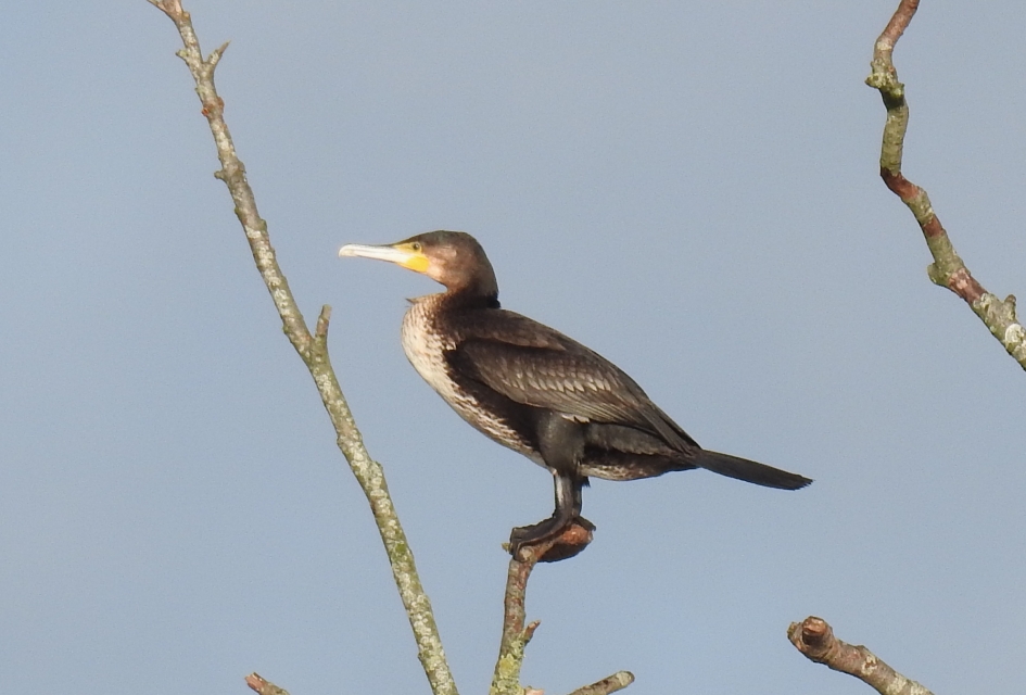 Aalscholver in de zon. - Vogels - Aalscholver