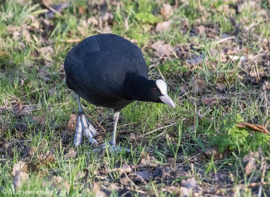 Aan de wandel - Vogels - meerkoet
