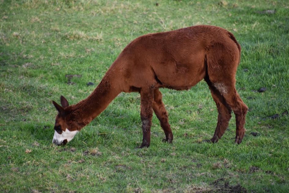 Alpaca - Zoogdieren - 
