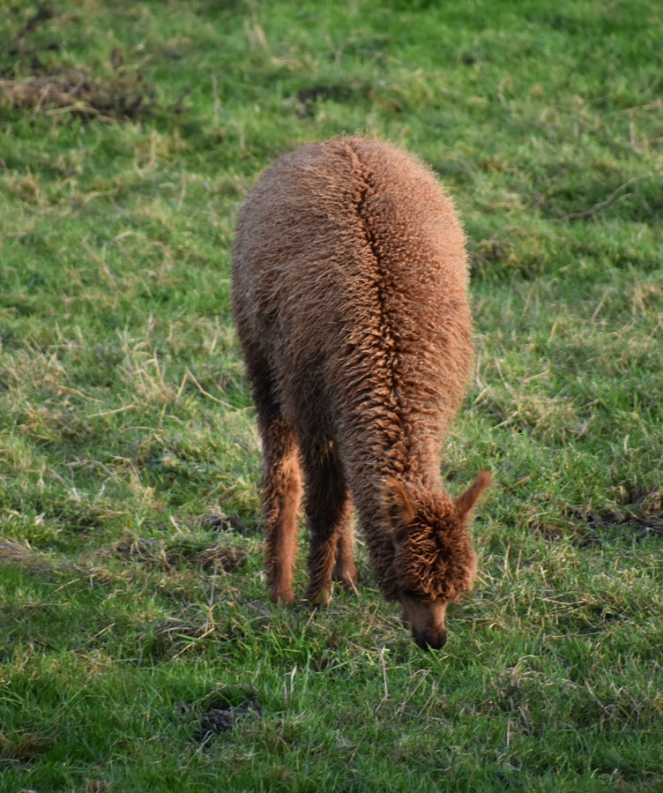Alpaca - Zoogdieren - 